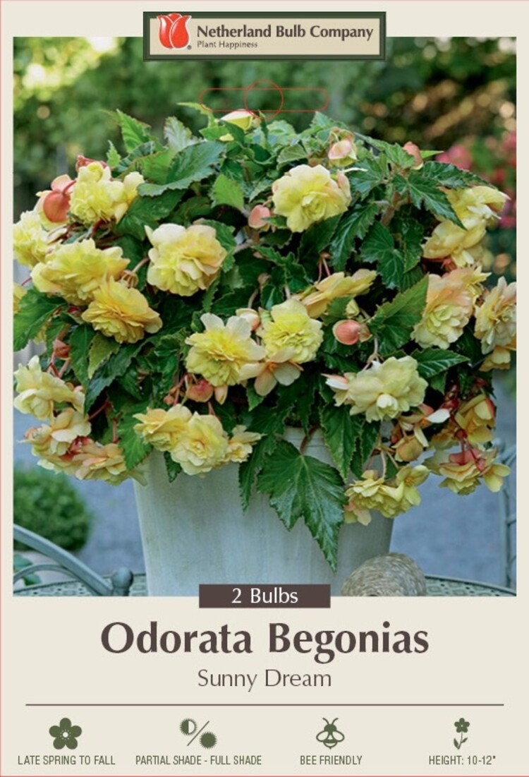 Begonia odorata 'Sunny Dream'