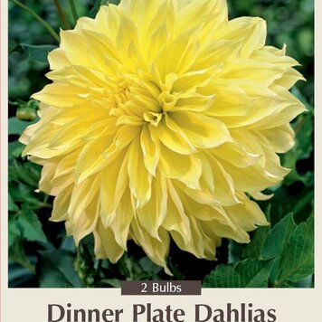 Dahlia Dinner Plate  Kelvin Floodlight #1 clump 2pp