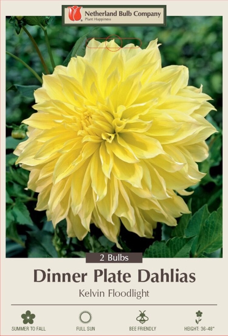 Dahlia Dinner Plate  Kelvin Floodlight #1 clump 2pp