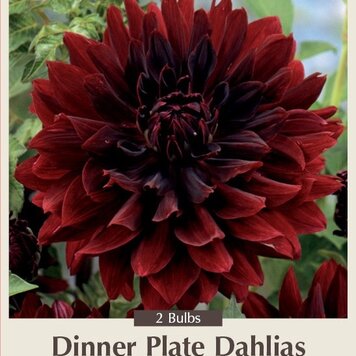 Dahlia Dinner Plate Rip City 2ct.