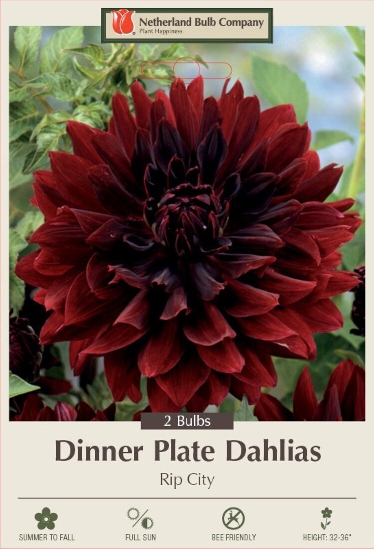 Dahlia Dinner Plate Rip City 2ct.