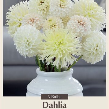 Dahlia Decorative Moonlight Blend