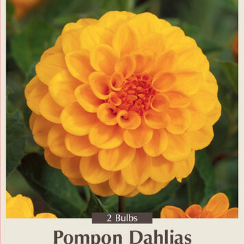 Dahlia Pompon Golden Scepter 2 ct.