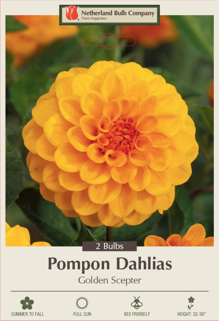 Dahlia Pompon Golden Scepter 2 ct.