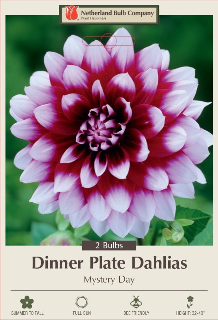 Dahlia Dinner Plate Mystery Day 2ct.