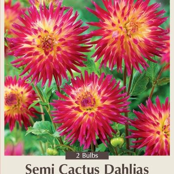 Dahlia semi-cactus Tahiti Sunrise 2ct.