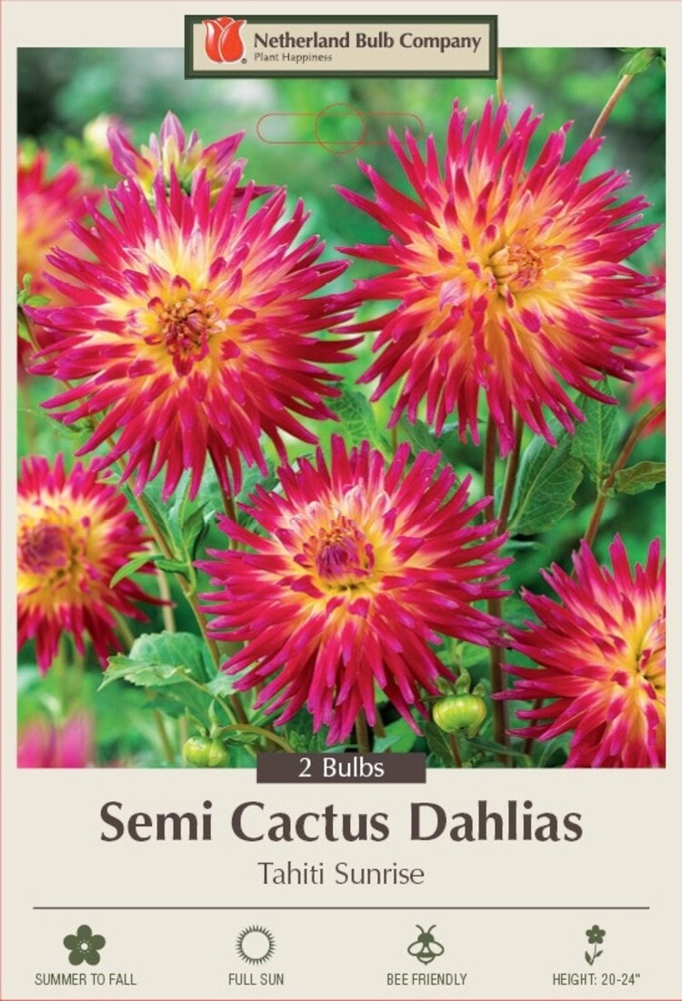 Dahlia semi-cactus Tahiti Sunrise 2ct.