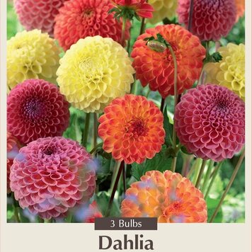 Dahlia 'Pompon Blend'