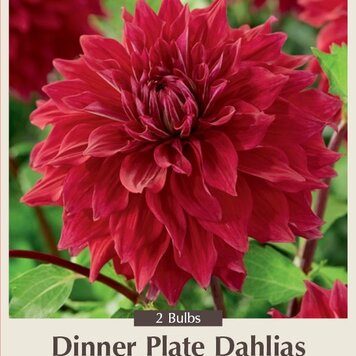 Dahlia Dinner Plate  'Babylon Red'