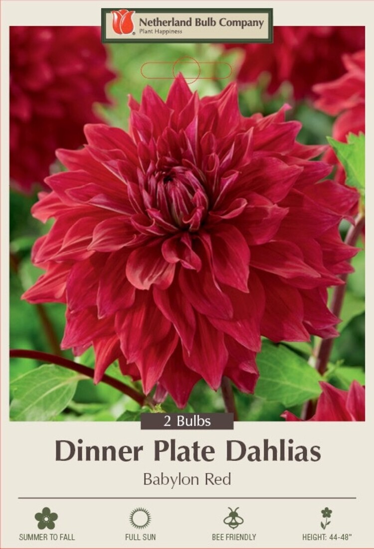 Dahlia Dinner Plate 'Babylon Red'