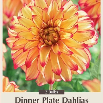 Dahlia DP 'Lady Darlene'