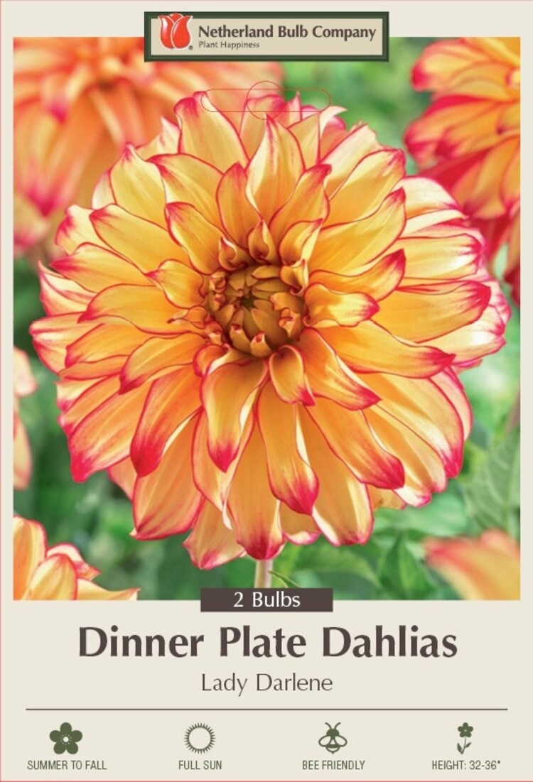 Dahlia DP 'Lady Darlene'