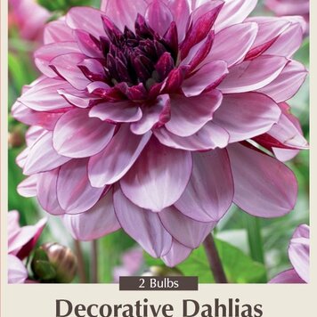 Dahlia 'Creme de Cassis'