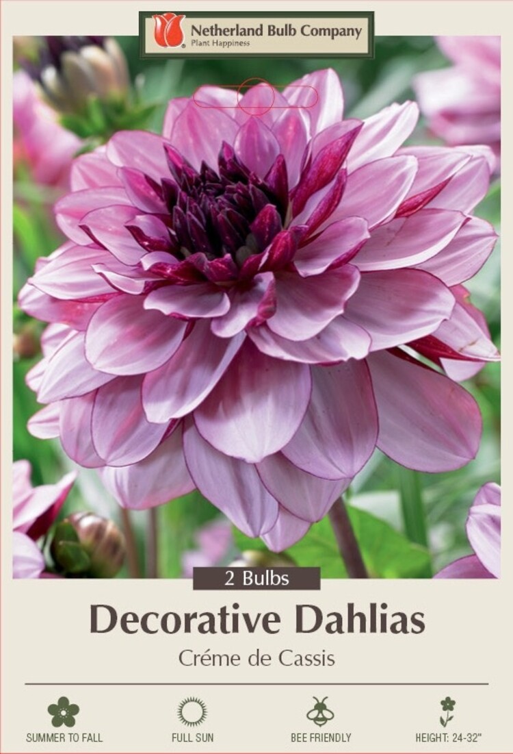 Dahlia decorative 'Creme de Cassis'