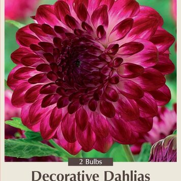 Dahlia 'Caproz Pizzazz'