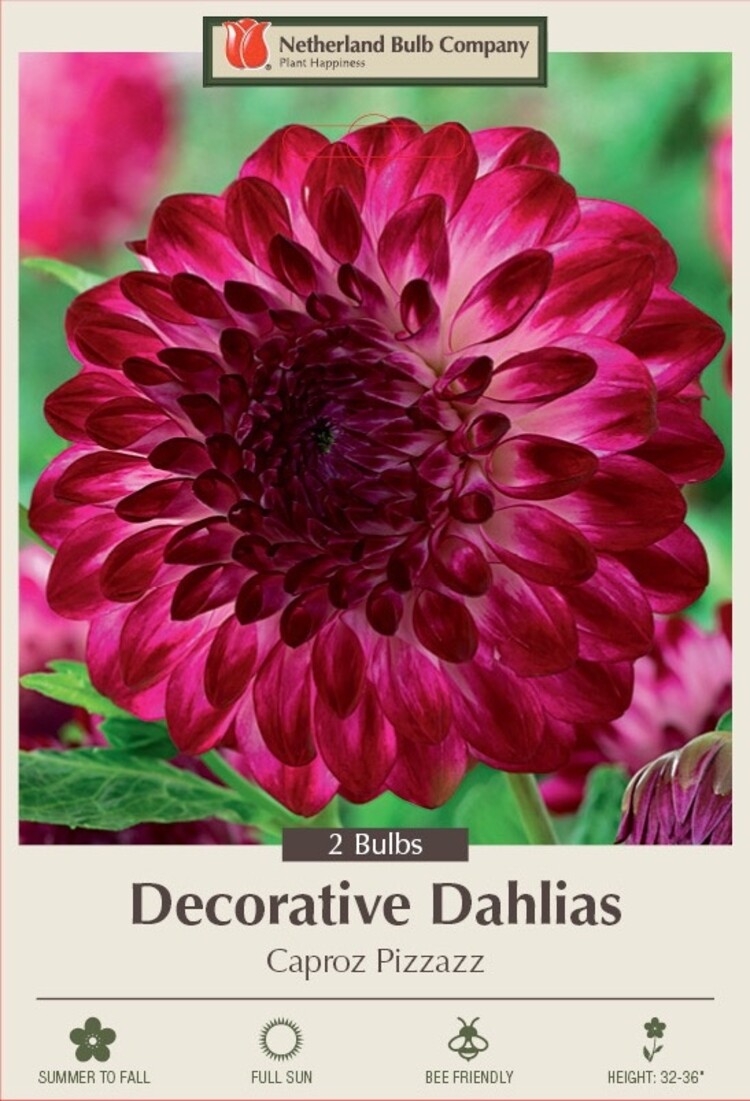 Dahlia decorative 'Caproz Pizzazz'