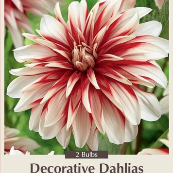 Dahlia 'Catching Fire'