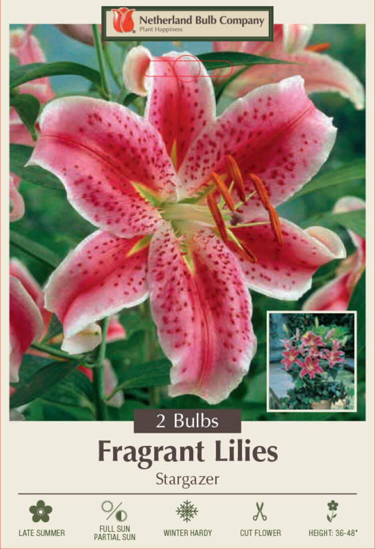 Lilium oriental 'Stargazer'