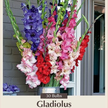Gladiolus '4th of July Blend'