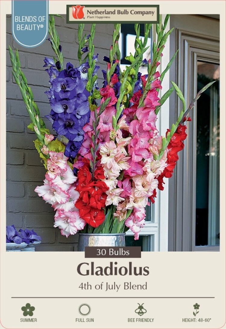 Gladiolus Large Flowering '4th of July Blend'