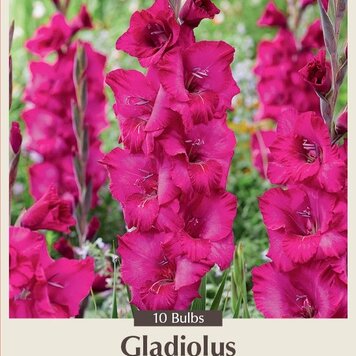 Netherland Bulb Gladiolus Large Flowering Natan 10ct.