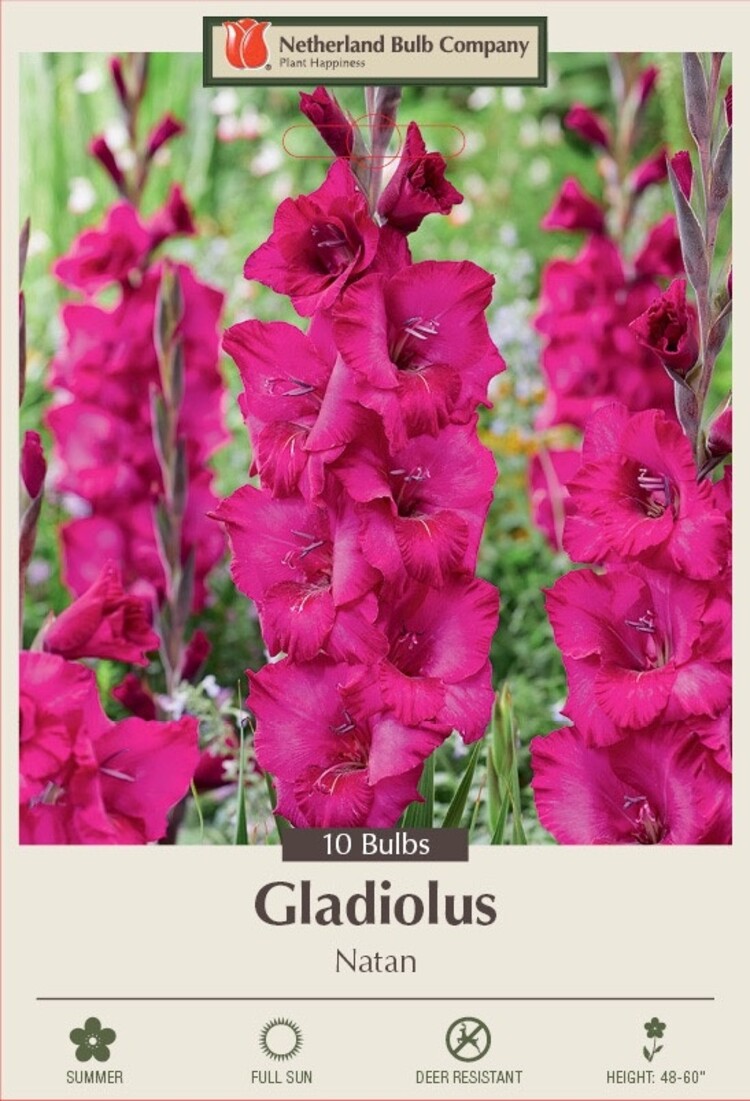 Netherland Bulb Gladiolus Large Flowering Natan 10ct.