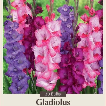 Gladiolus 'Purple Blend'