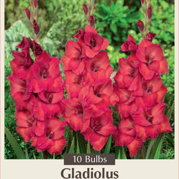 Gladiolus Large Flowering Roma 10ct.