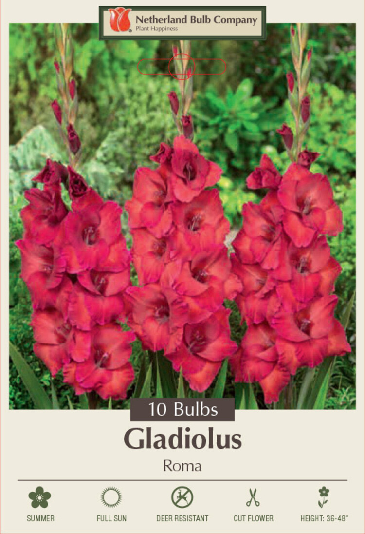 Gladiolus Large Flowering Roma 10ct.