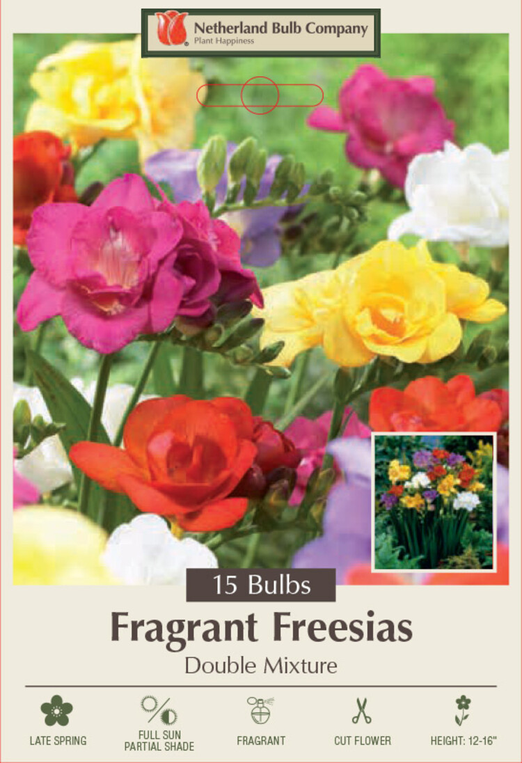 Freesia 'Double Mixture'