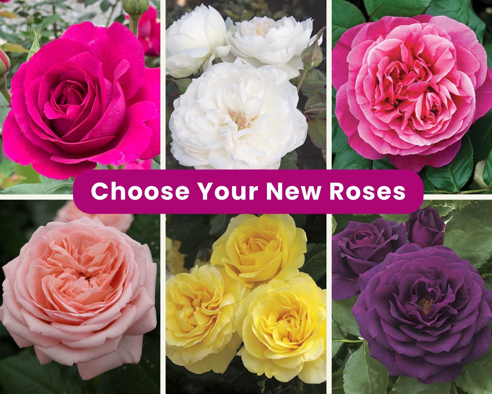 Bestb Roses Evergreen Nursery Blog & Events - How To Choose The Best Roses For Your ...