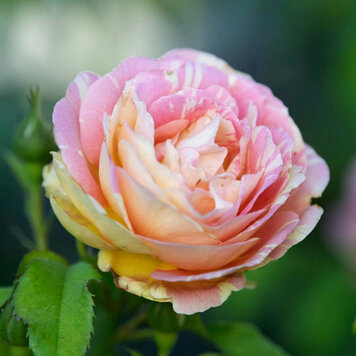 Rose 'Pop Art™' Grandiflora