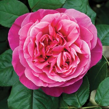 Rose 'Dee-Lish®' Bush HT