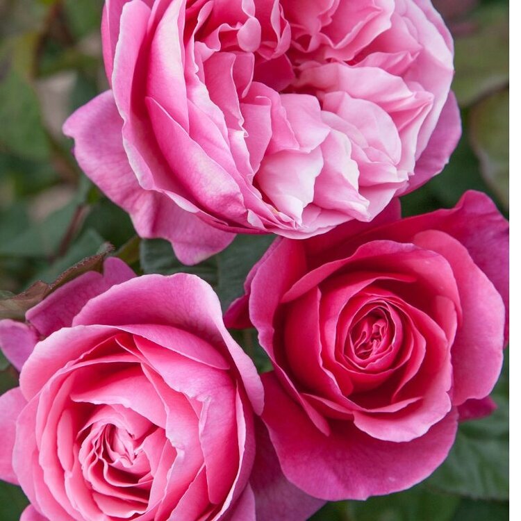 Rose 'Dee-Lish®' Bush HT