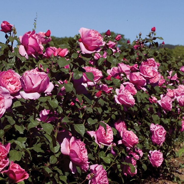 Rose 'Dee-Lish®' Bush HT