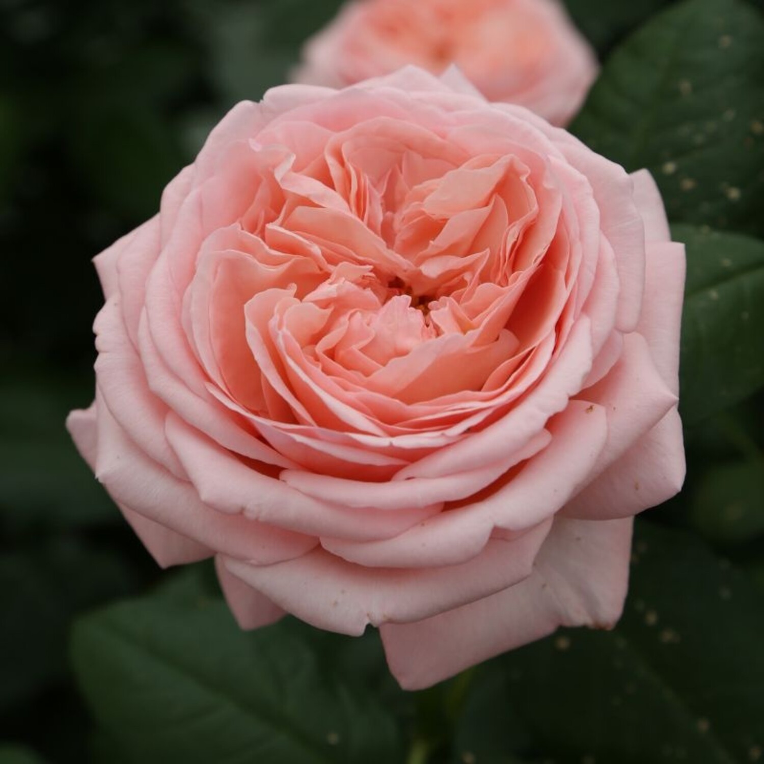 Rose 'Martha Stewart™' Bush HT - Evergreen Nursery