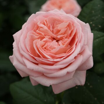 Rose 'Martha Stewart™' Bush HT