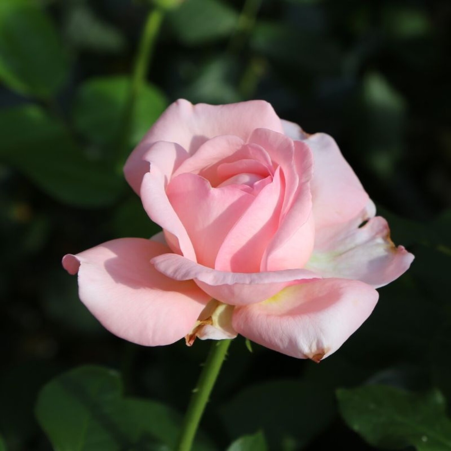 Rose 'Martha Stewart™' Bush HT - Evergreen Nursery