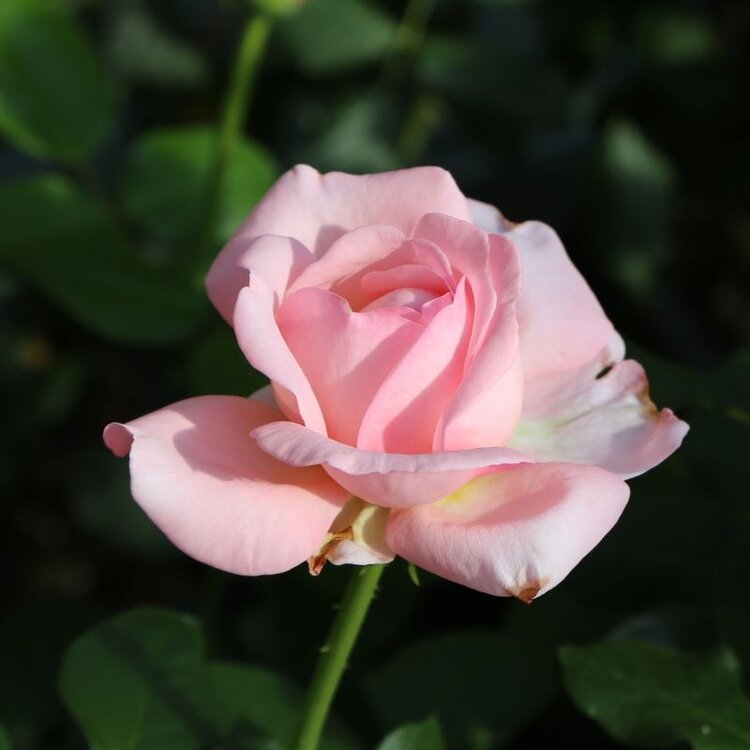 Rose 'Martha Stewart™' Bush HT