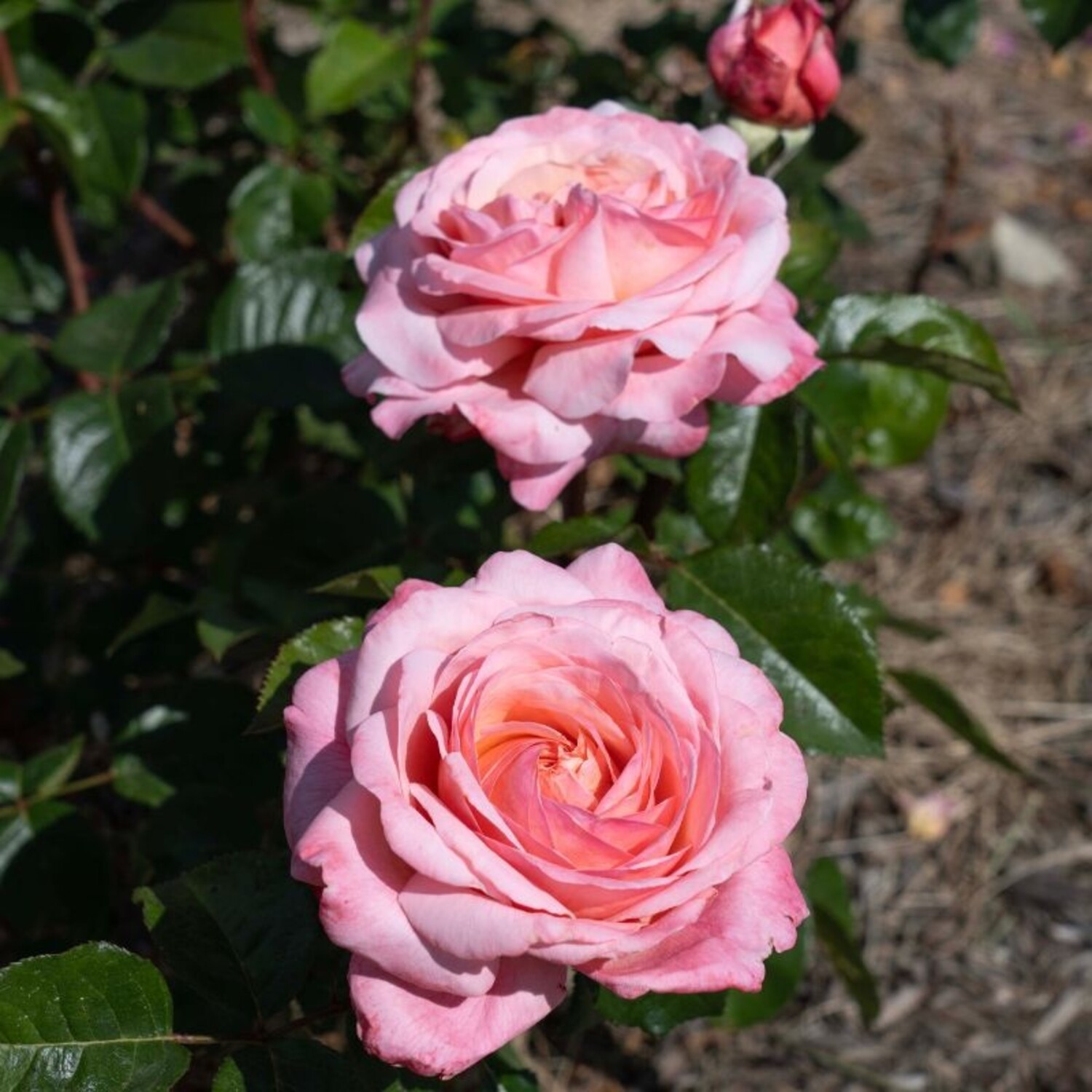 ③マーサスチュワート Rose 'Martha Stewart™' Bush HT - Evergreen Nursery