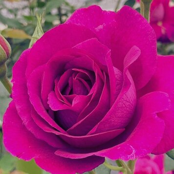 Rose 'Purple Aura™ ' Bush FL