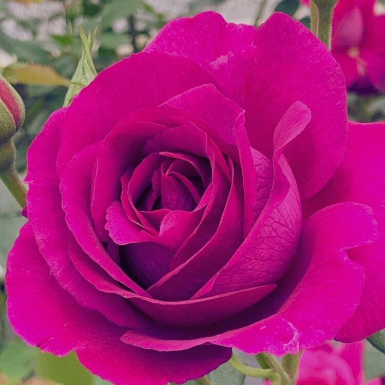 Rose 'Purple Aura™ ' Bush FL