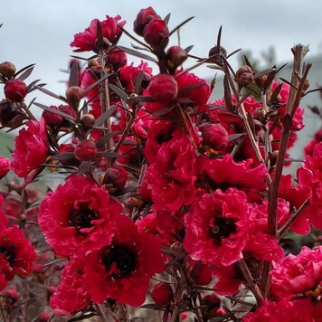 Leptospermum 'Burgundy Queen'