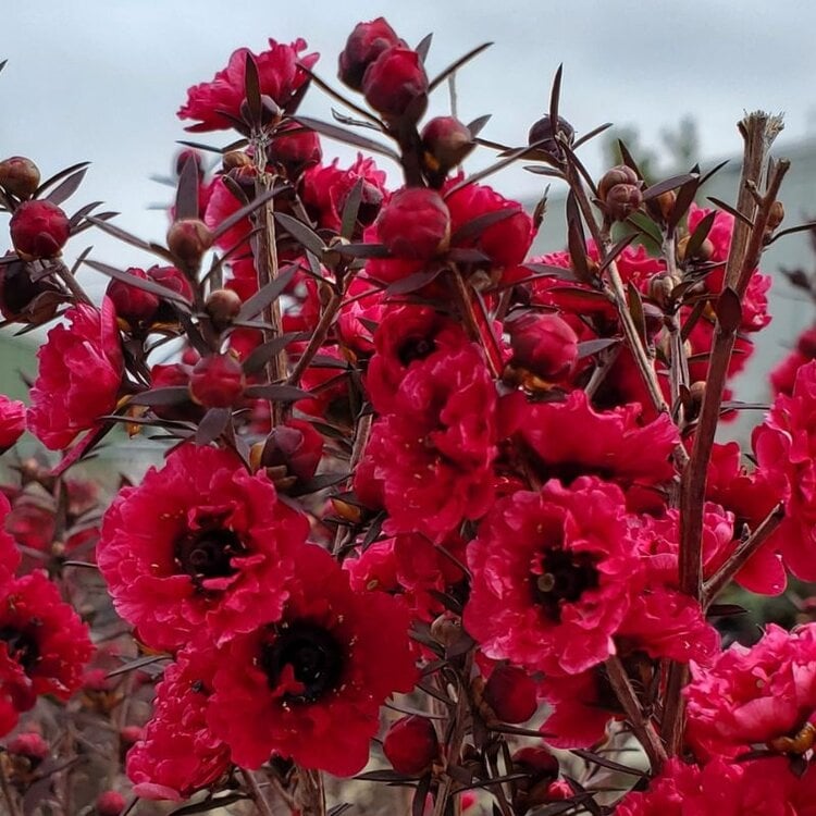 Leptospermum 'Burgundy Queen'