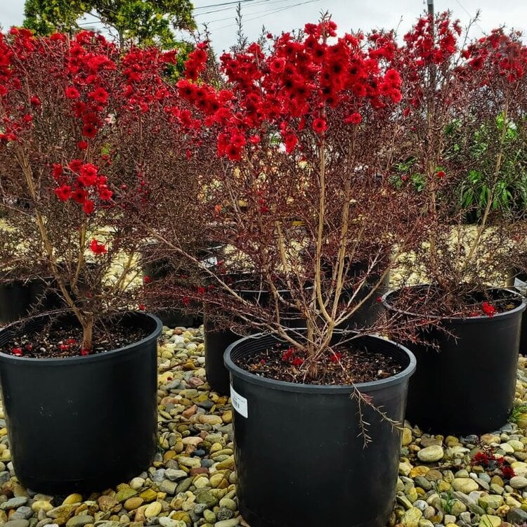 Leptospermum 'Burgundy Queen'