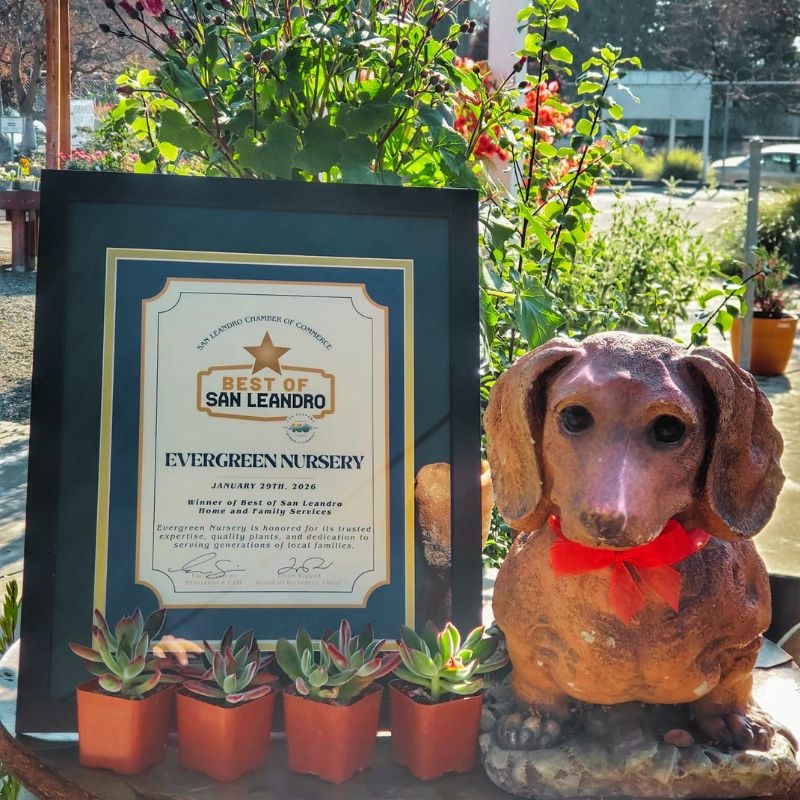 Best of San Leandro Award 