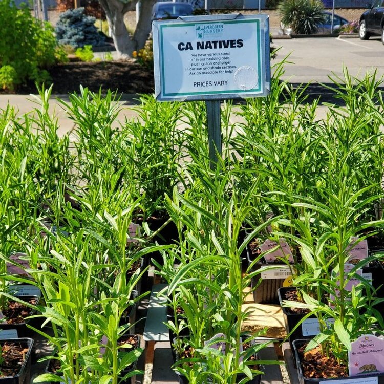 Asclepias fascicularis (Narrowleaf Milkweed) CalNative