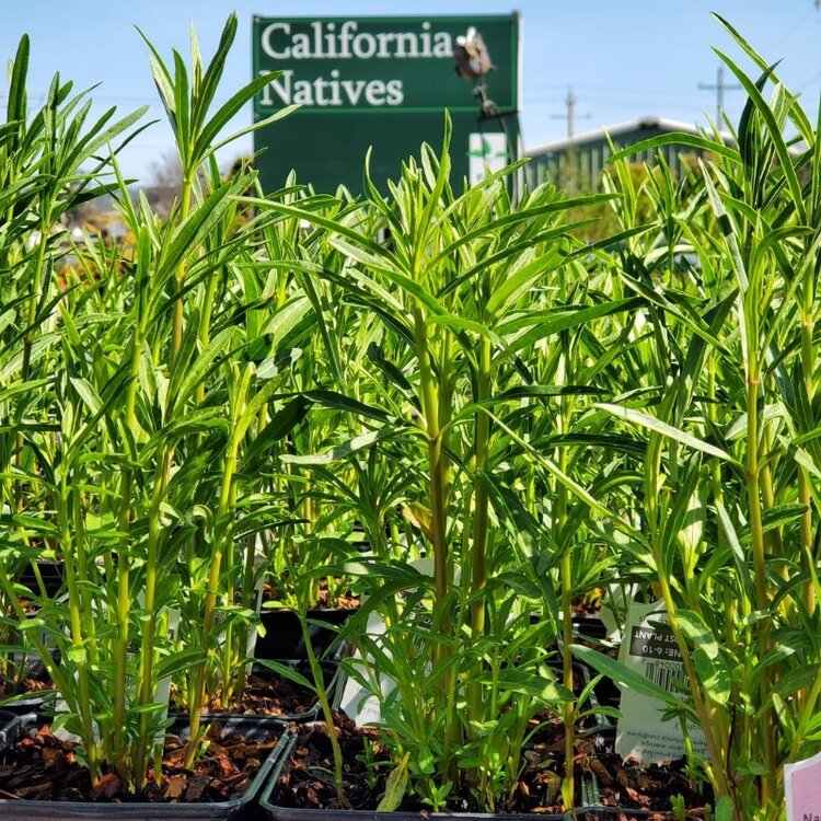 Asclepias fascicularis (Narrowleaf Milkweed) CalNative