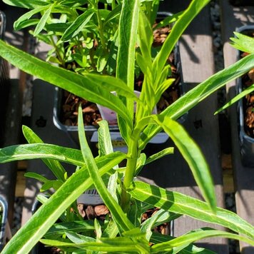 Asclepias fascicularis 'Narrow Leaf Milkweed'