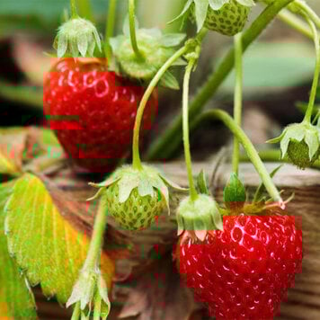 Strawberries